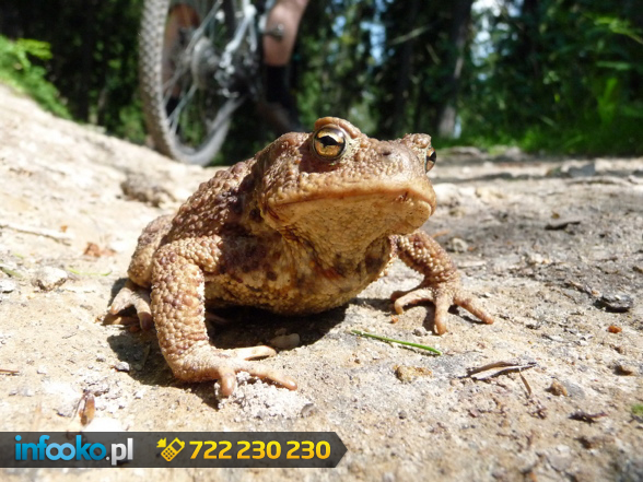 Piękne Góry Sowie