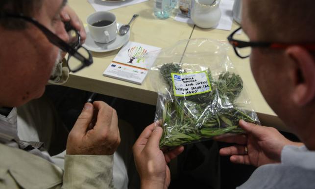 Legalna, ale nieosiągalna. Kto ciągle boi się medycznej marihuany?